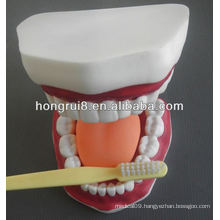 New Style Medical Dental Care Model,teeth dental care